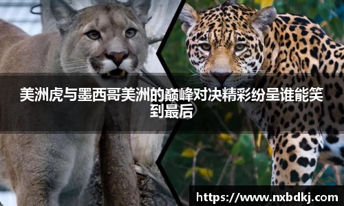 美洲虎与墨西哥美洲的巅峰对决精彩纷呈谁能笑到最后